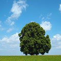 Baum