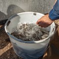 In einem großen Eimer müssen die Fische noch etwas zappeln, bevor sie ihre Freiheit genießen können.