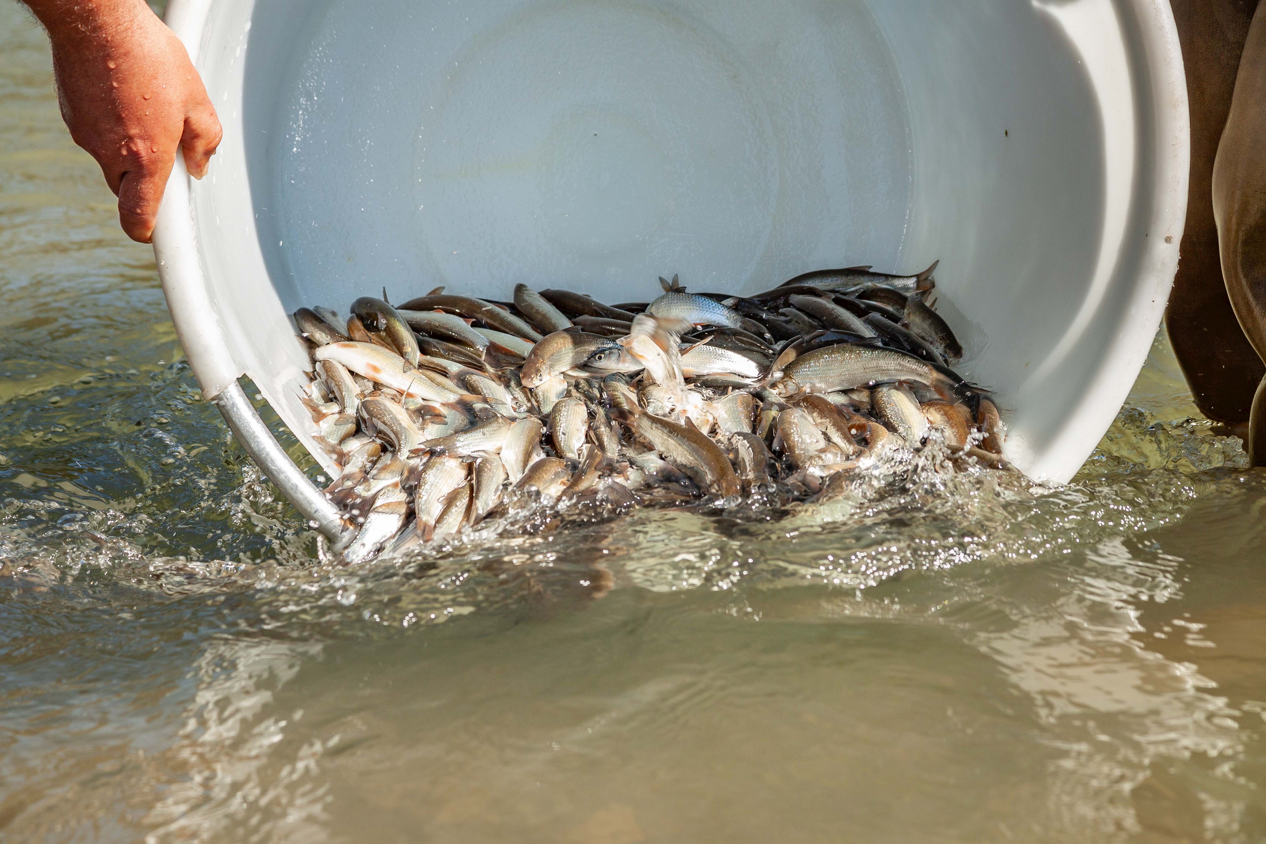 Der große Moment: Die Fische werden in ihre natürliche Umgebung entlassen.