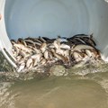 Der große Moment: Die Fische werden in ihre natürliche Umgebung entlassen.