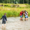 Bei der Bachsafari fangen Kinder mit Keschern kleine Wasserlebewesen, die sie später unter dem Mikroskop untersuchen.