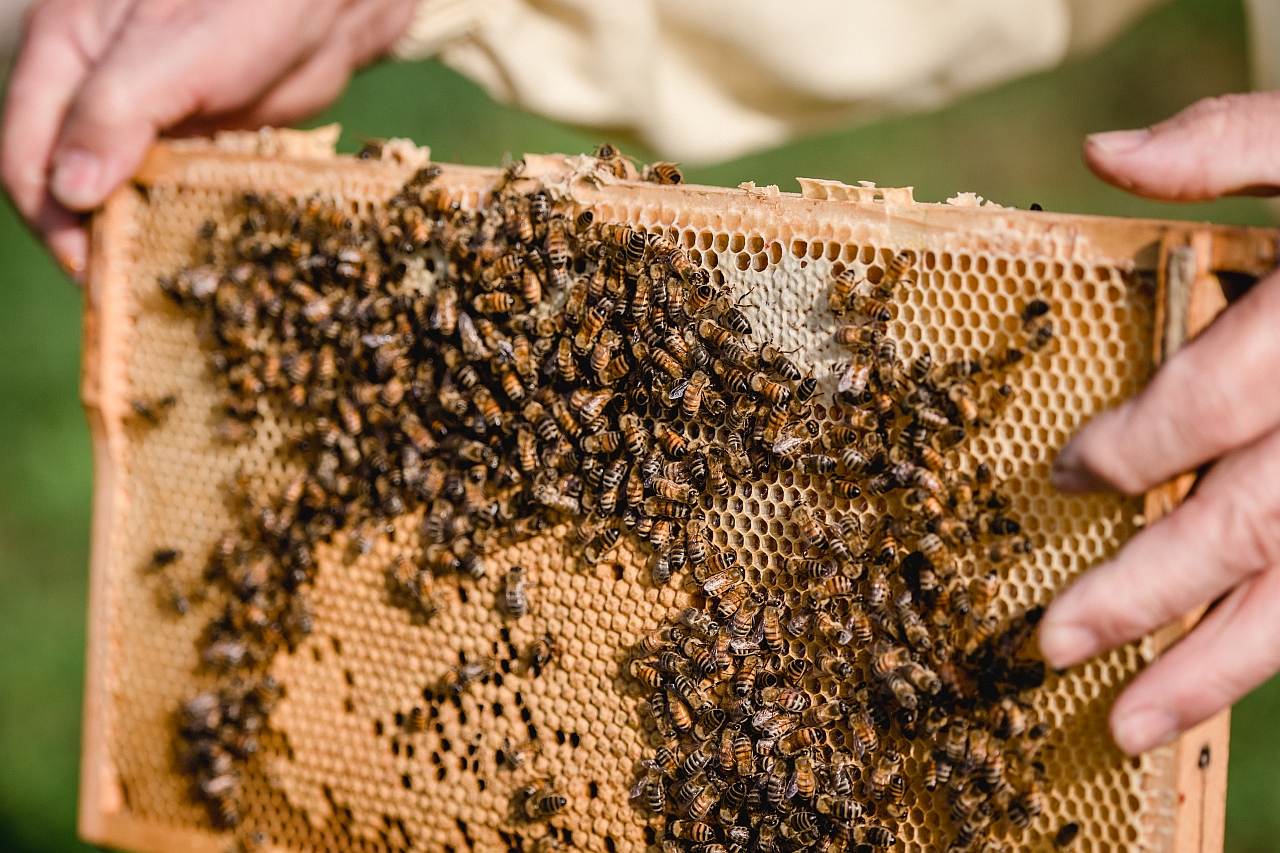 Bienenwaben