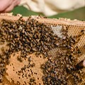 Bienenwaben
