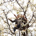 Manuelle Bestäubung von Obstbaumblüten durch Menschen