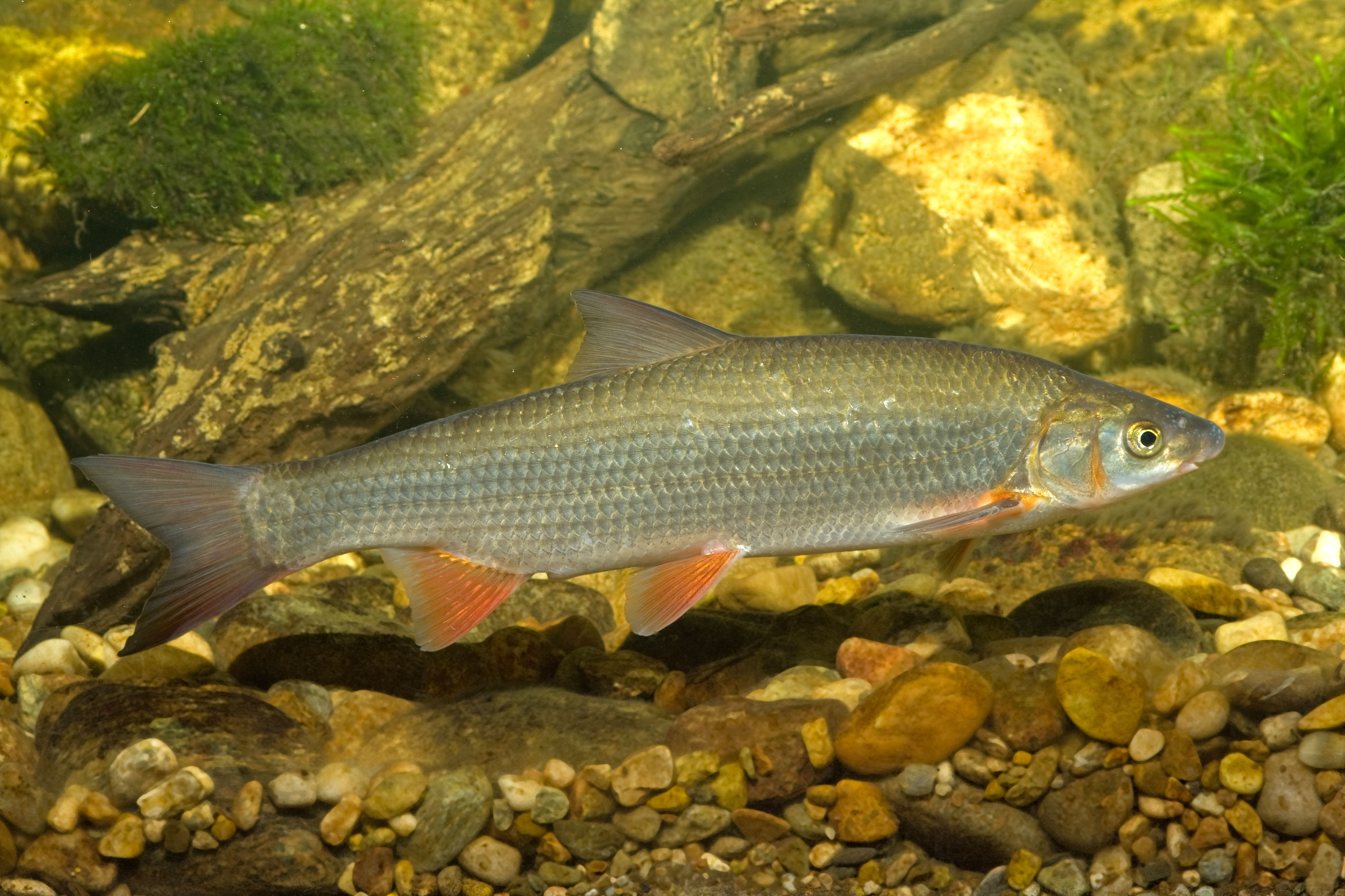 Nase ist Fisch des Jahres 2020