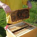 Brutwabe und Bienen