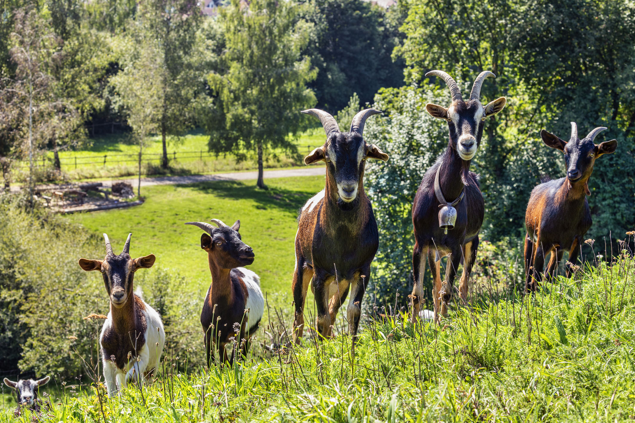 100 Jahre Verband schwäbischer Ziegenzüchter und -halter in Schwaben: Im Bauernhofmuseum wird ein großes Jubiläum m it bayerischer Landesziegenschau gefeiert.