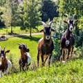 100 Jahre Verband schwäbischer Ziegenzüchter und -halter in Schwaben: Im Bauernhofmuseum wird ein großes Jubiläum m it bayerischer Landesziegenschau gefeiert.
