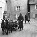 Die Kuh des kleinen Mannes: Noch in den 40er Jahren waren Ziegen als Nutztiere äußerst populär und wurden sogar als Lasttiere eingesetzt.