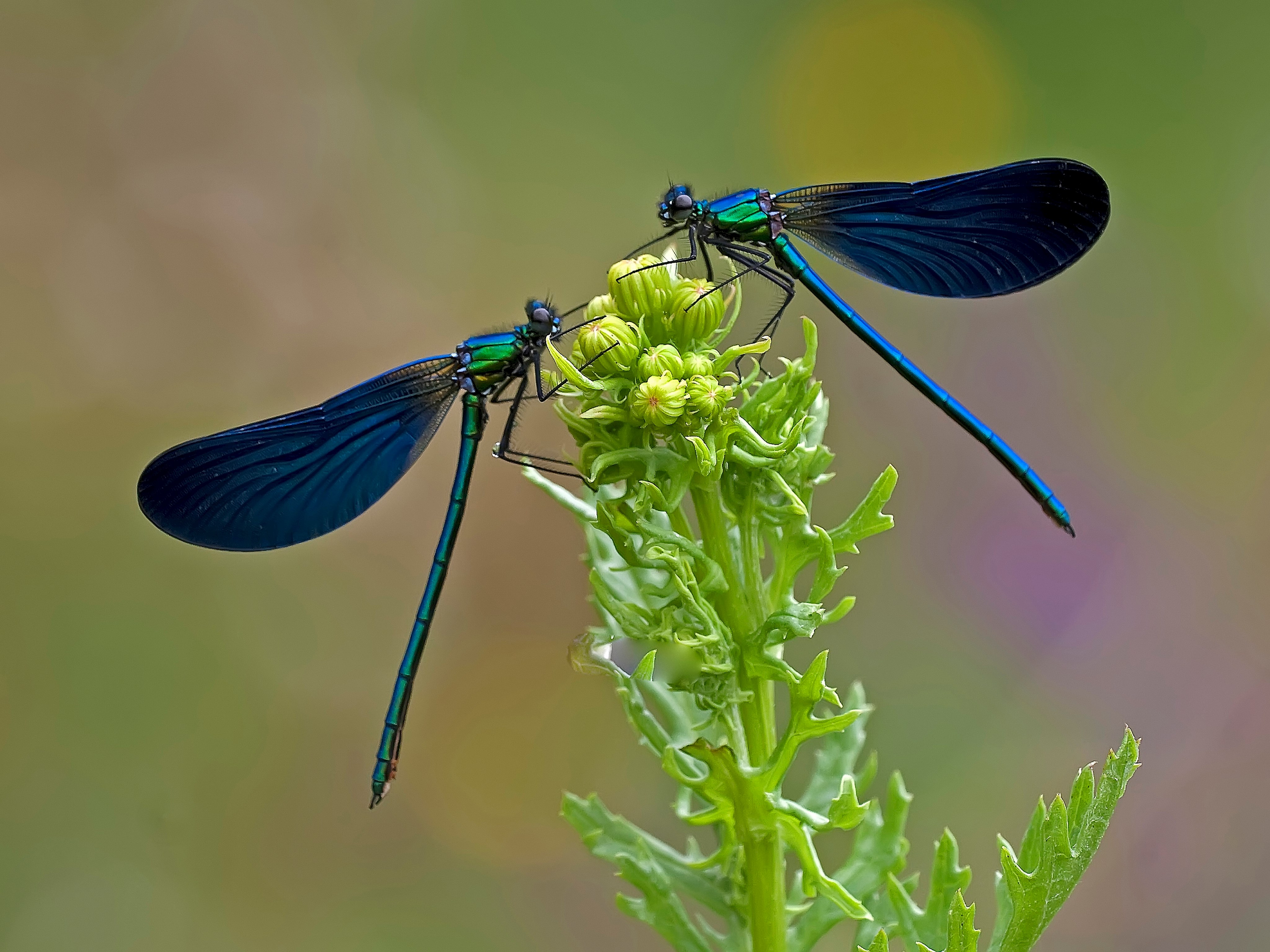 Blauflügel Prachtlibelle