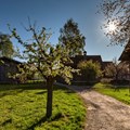 Obstbaumwiese im alten Museumsdorf