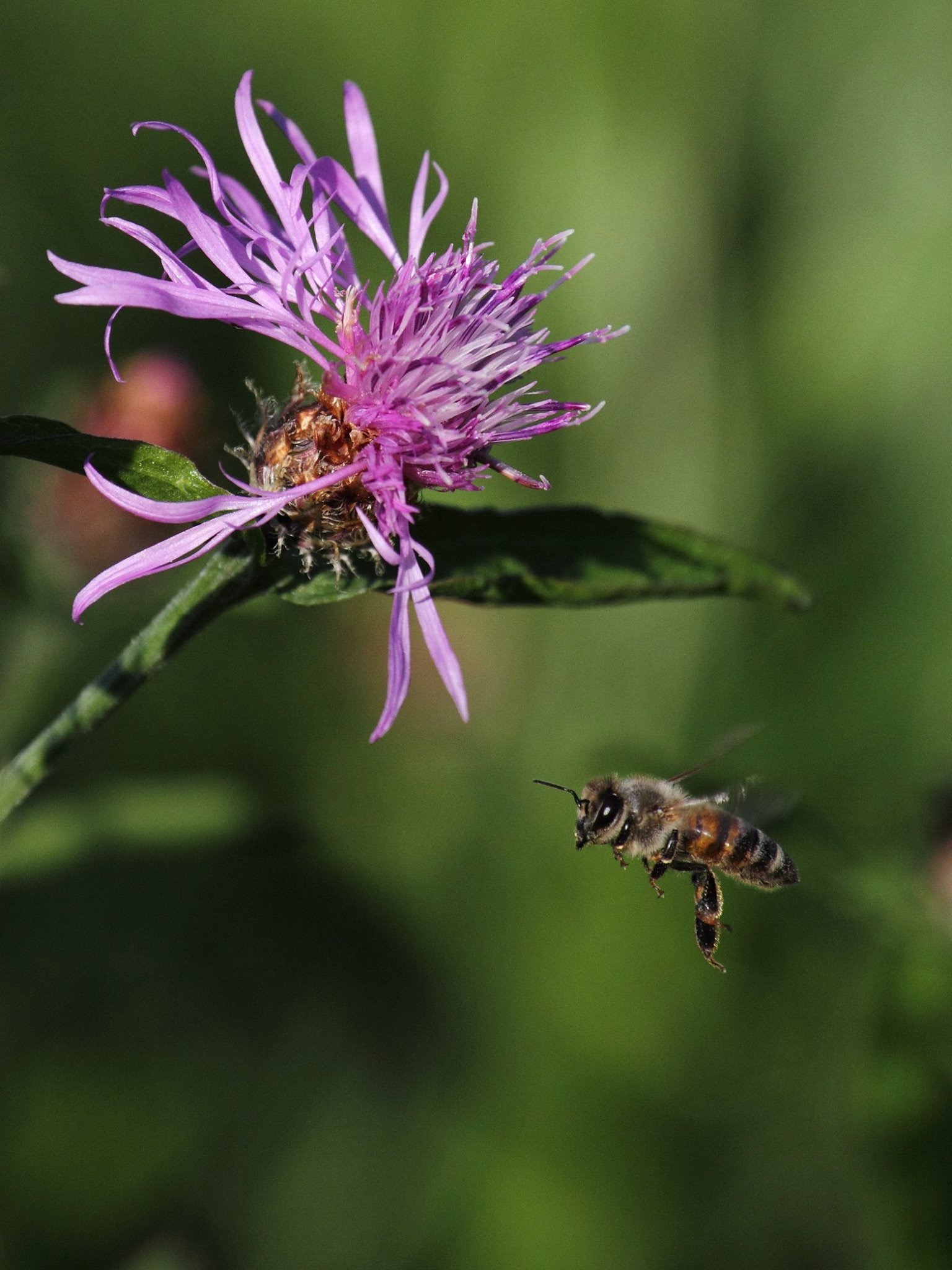 Kräuter für Bienen und Menschen