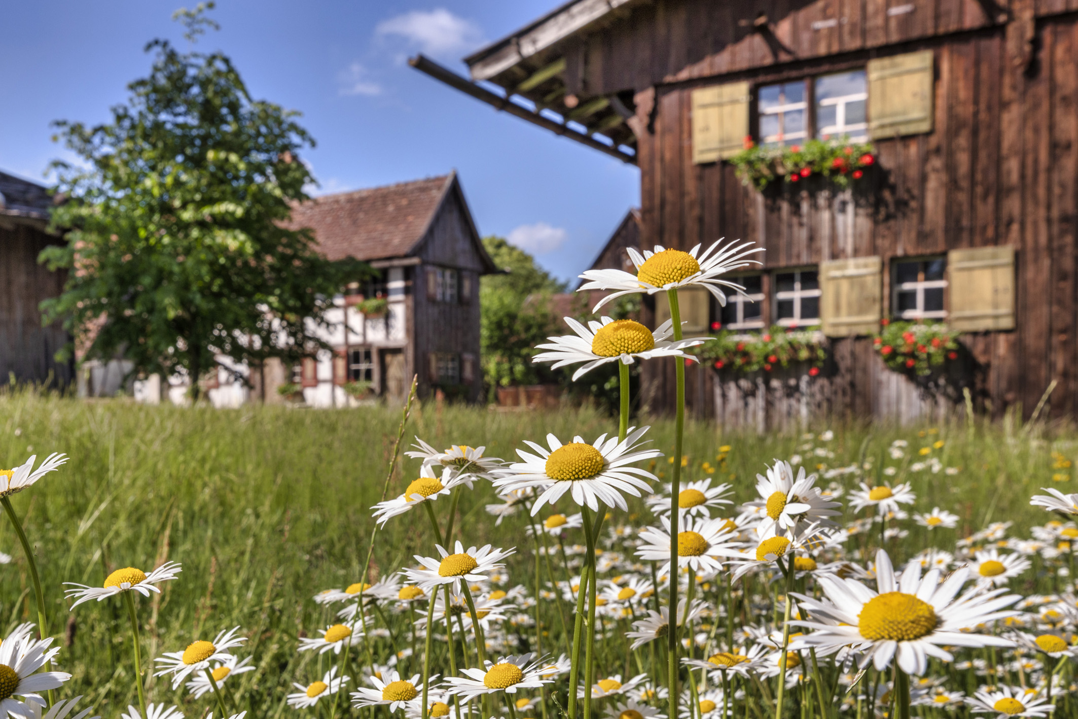 Ferienangebote to go: Sommerferien im Schwäbischen Bauernhofmuseum