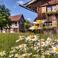 Margeriten im alten Museumsdorf