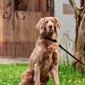 Museumsbesuch mit Assistenzhund