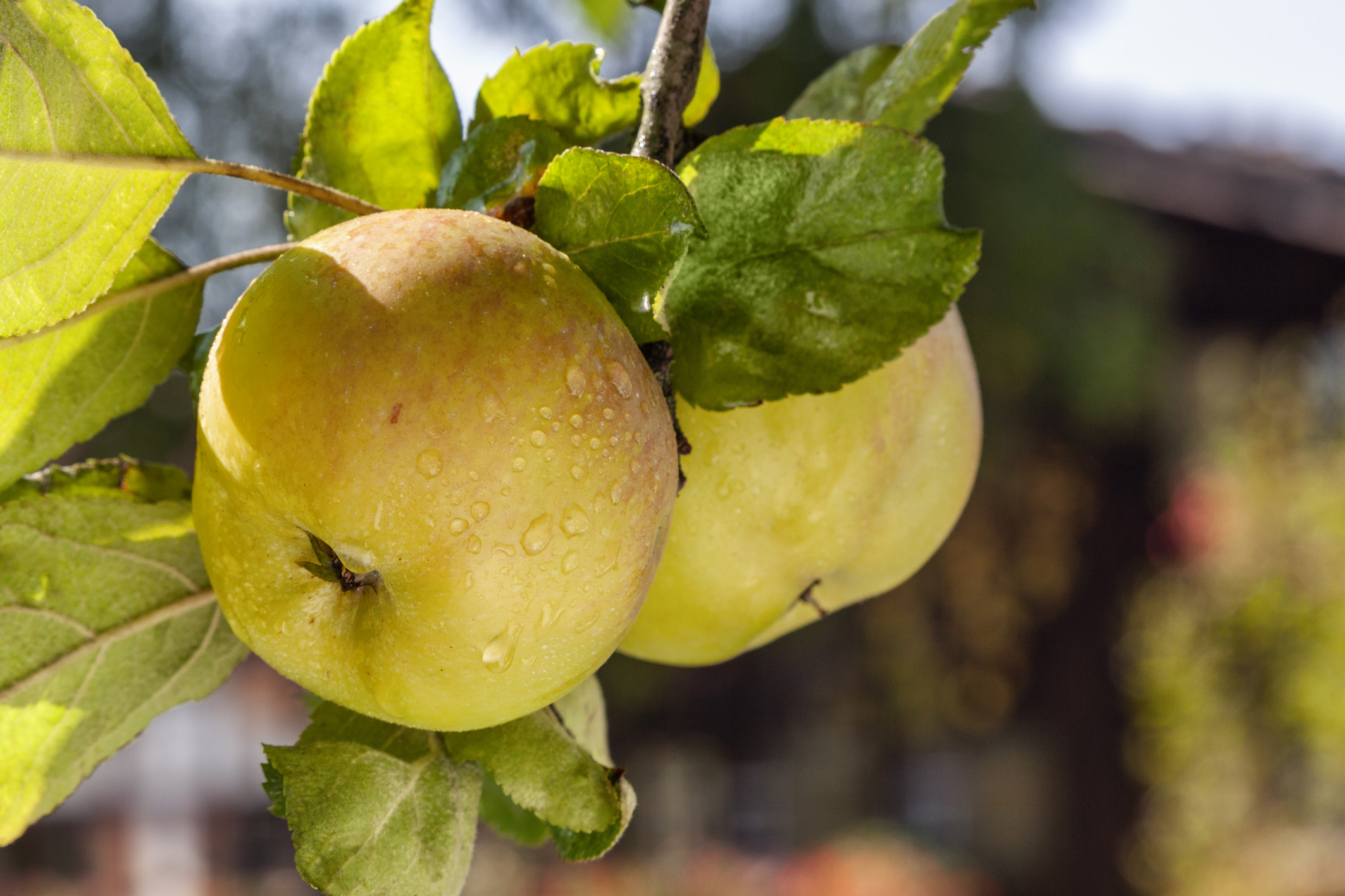 Der Brettacher Apfel, ein säuerlich schmeckender Tafel- und Wirtschaftsapfel, wurde 1908 in Brettach bei Heilbronn gefunden. Er gilt als sehr resistent gegen Krankheiten und Schädlinge.