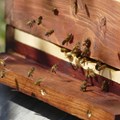 Bienenbeute