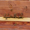 Bienen