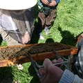 Kind an den Bienen