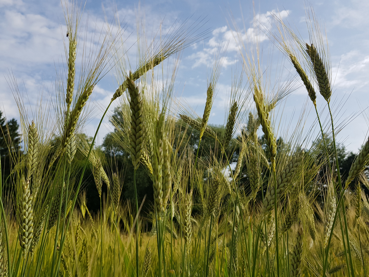 Familiennachmittag rund ums Getreide