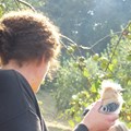 Vögel Frühlingsboten Foto: Kloster Roggenburg