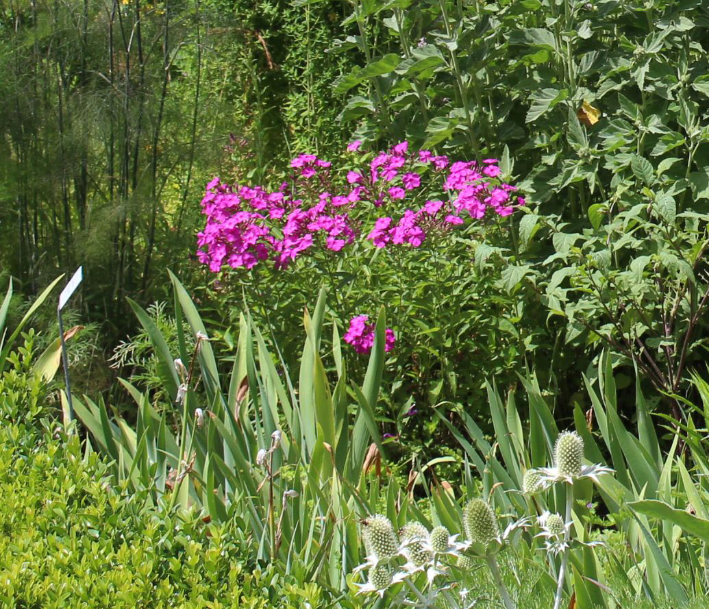 Duftende Heilkräuter aus dem Garten