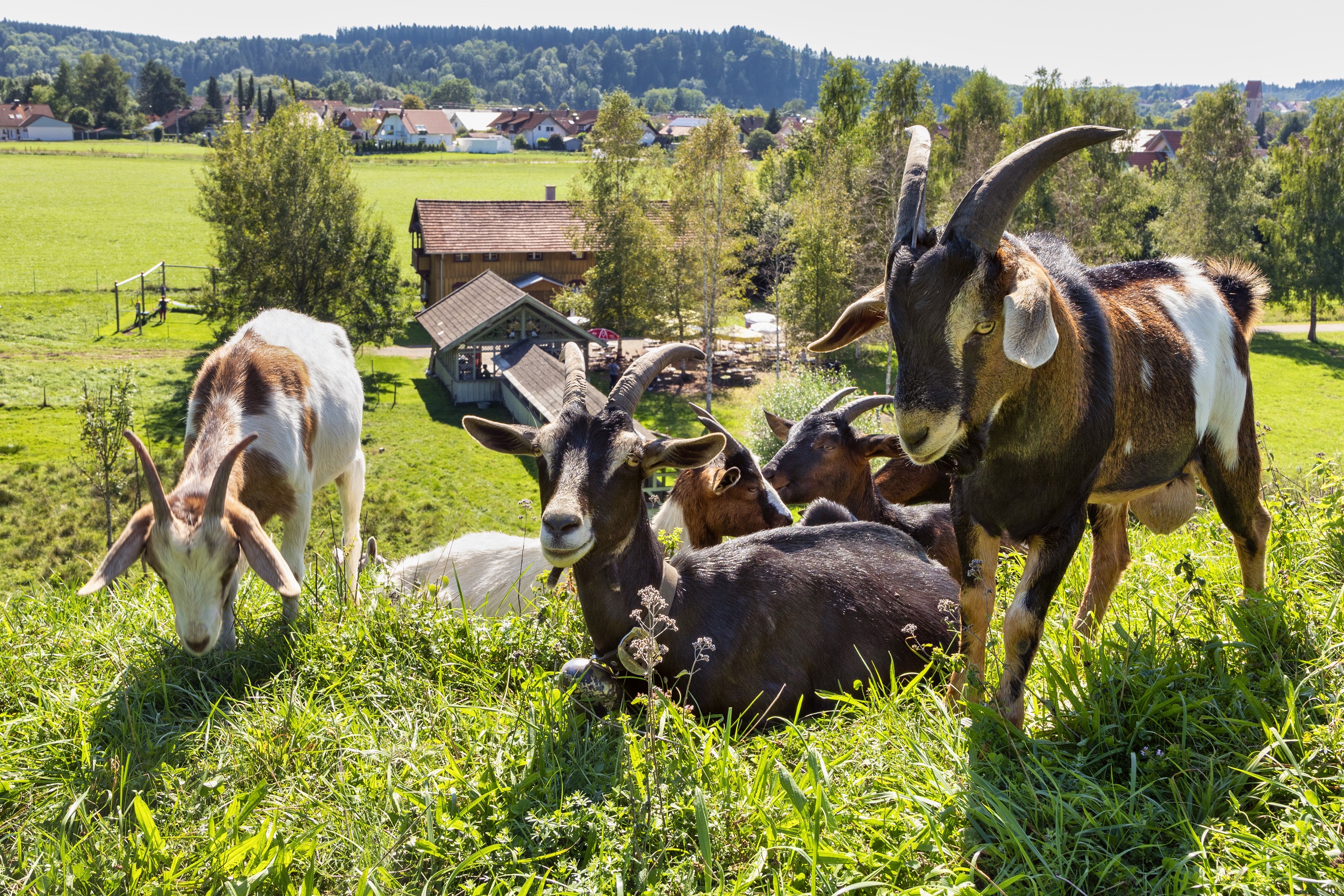 Schwäbischer Ziegenzuchtverband feiert sein 102jähriges Gründungsjubiläum mit großer Bayerischer Landesziegenschau im Bauernhofmuseum Illerbeuren