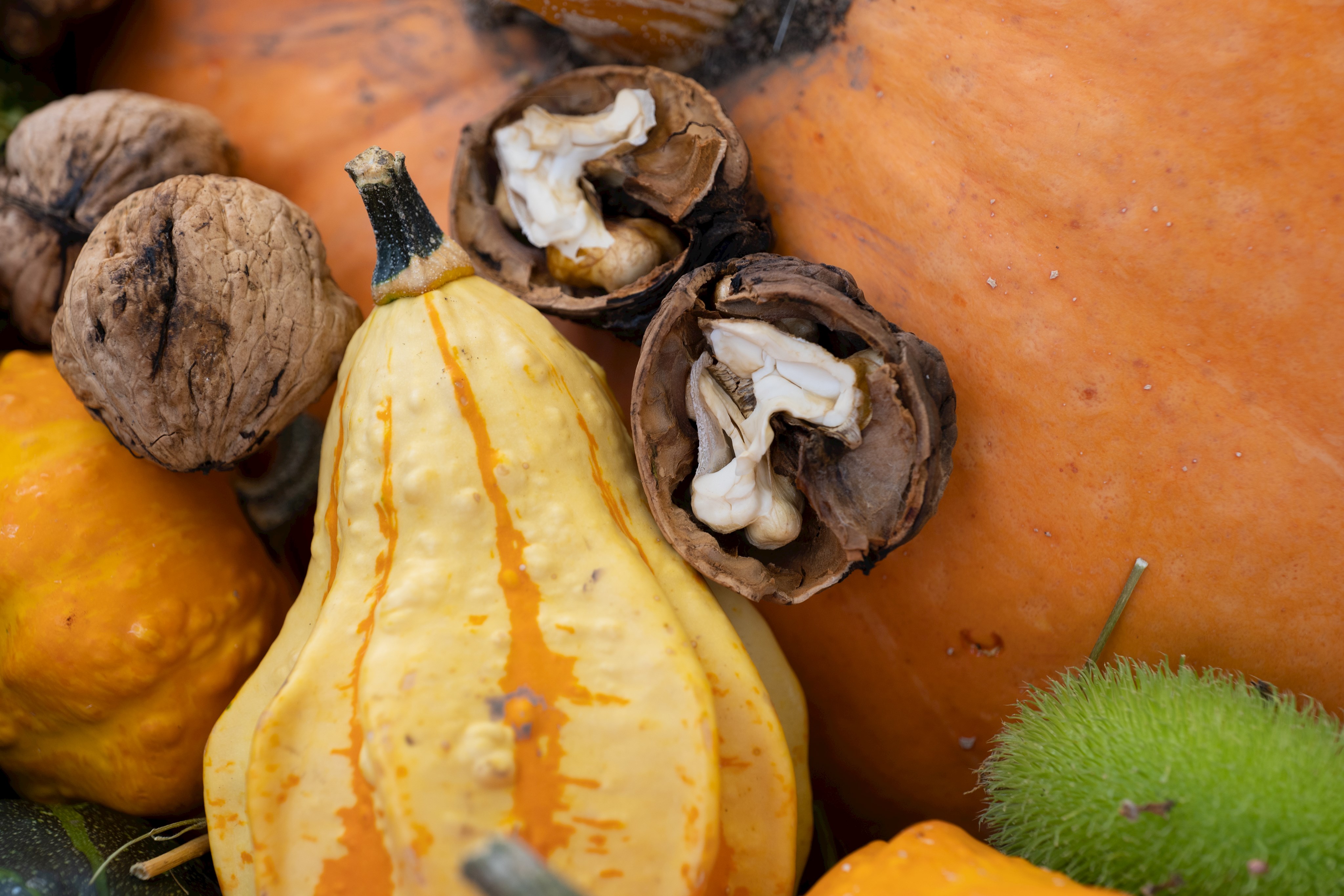 Herbstliche Ernte