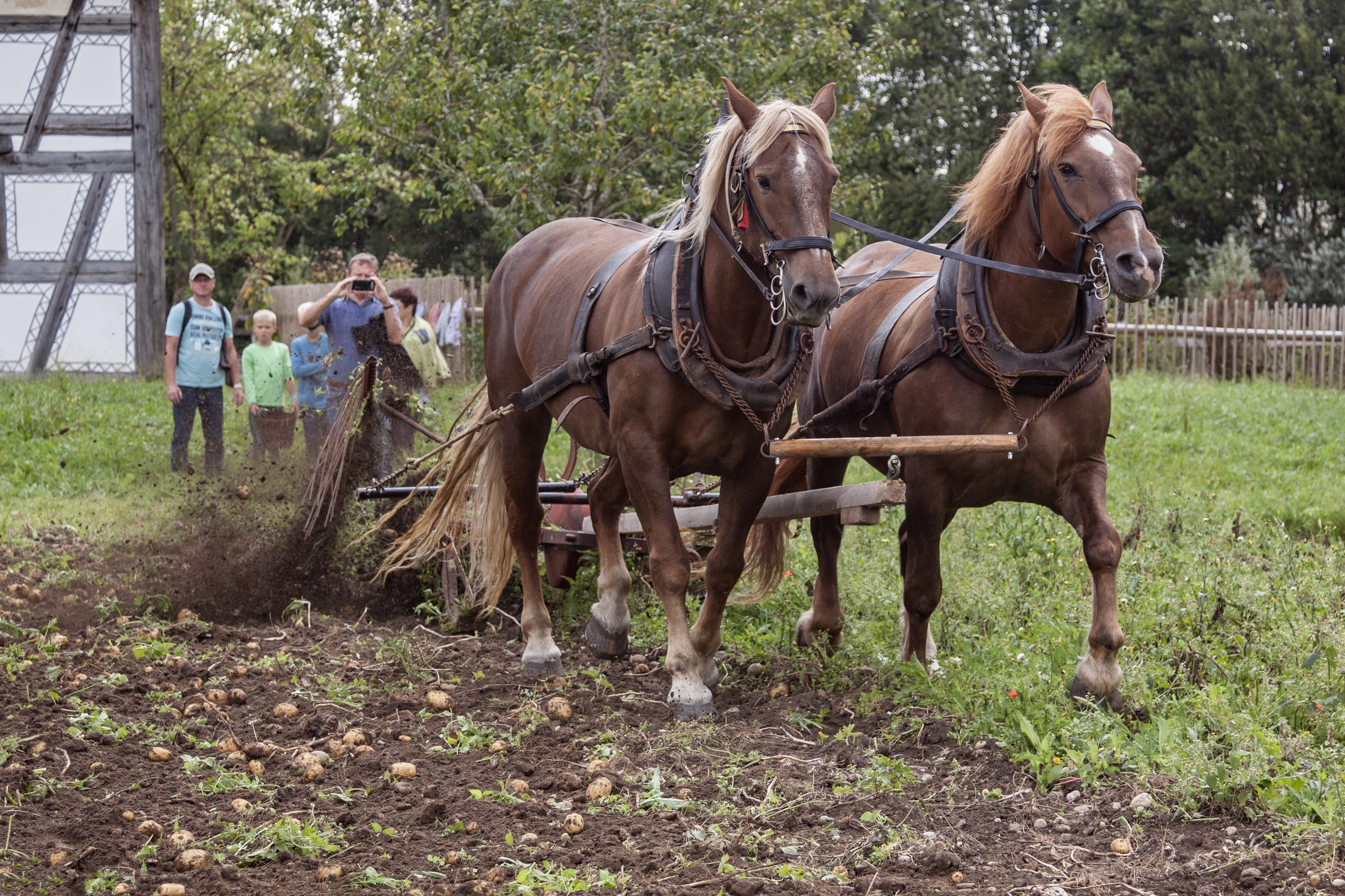 Erntetag Kartoffelernte - Foto: Tanja Kutter, SBI