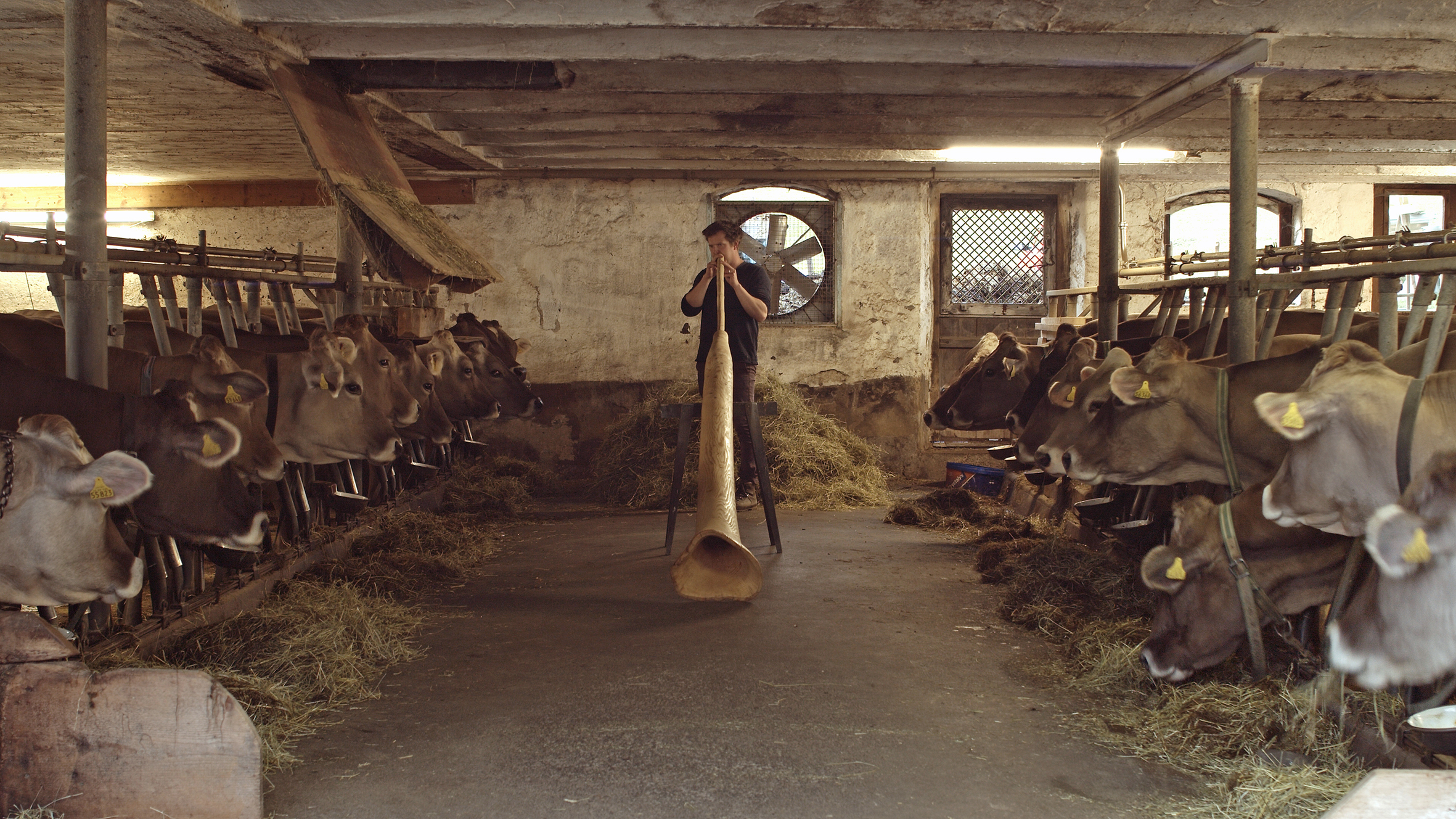 Ab dem 30. Oktober ist der Kunstpreisträger des Bezirks Schwaben 2021, Jonas Maria Ried, mit der Ausstellung „Talking To Cows“ zu sehen. - Foto: Jonas Maria Ried