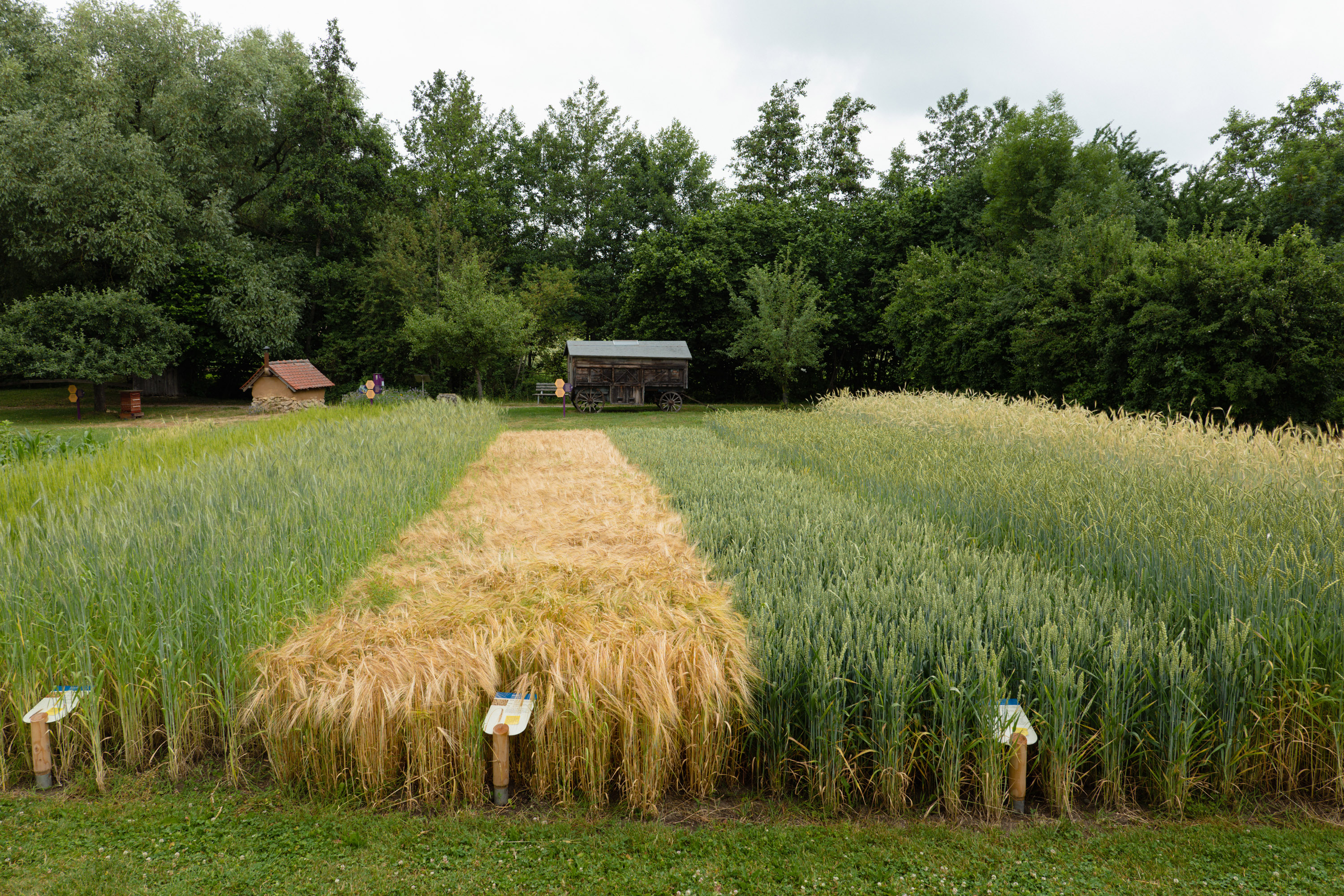 Schaufelder und Bienen-Garten des Museums KulturLand Ries; Foto: Matthias Meyer/Museum KulturLand Ries