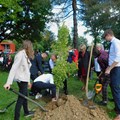 In der Nachbarschaft der Pflegeschule pflanzten die frisch gebackenen Gesundheits- und Krankenpflegerinnen und -pfleger einen Ginkgo-Baum und vergruben eine Zeitkapsel.