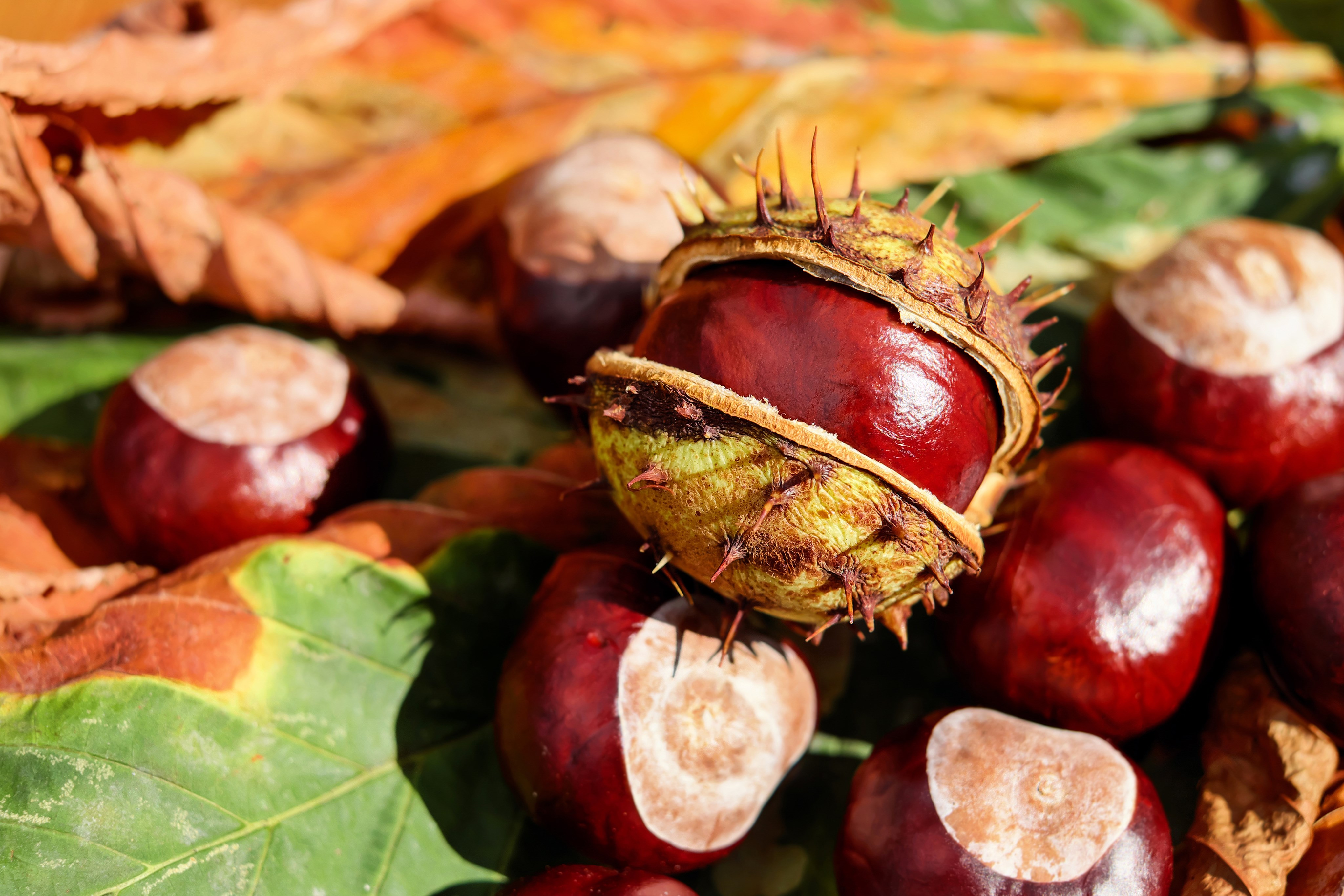 Kloster Roggenburg: „Herbstzeit - Kastanienzeit“ Wilde KräuterWerkstatt am Freitag, den 14. Oktober 2022 von 15 bis 17.30 Uhr